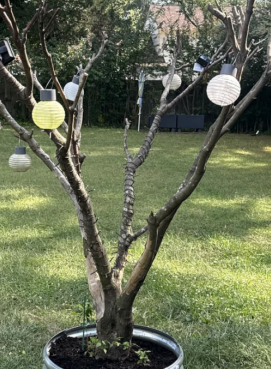 企业微信截图_17654393396271